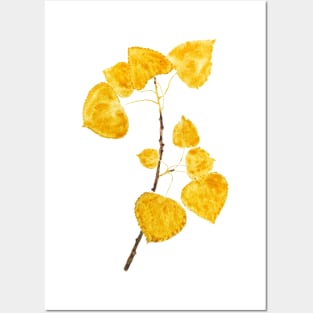 bright yellow birch leaves branch Posters and Art